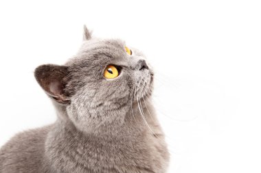 gri İngiliz kedi portresi