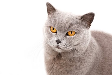 gri İngiliz kedi portresi