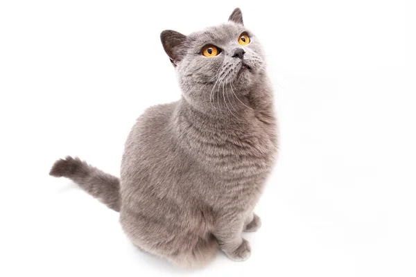 Portrait of a grey british cat — Stock Photo, Image