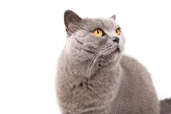 Portrait d'un chat britannique gris — Photo