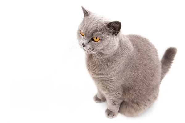 Portrait of a grey british cat — Stock Photo, Image