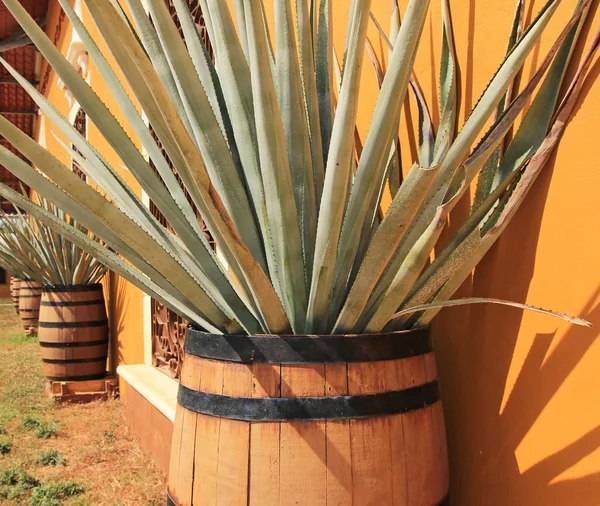 Agave americana (ingrediente della tequila  ) — Foto Stock