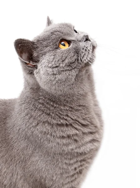 Portrait of a grey british cat — Stock Photo, Image