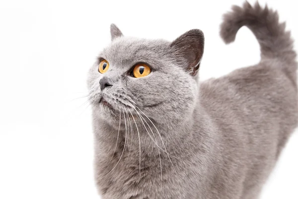 Portrait of a grey british cat — Stock Photo, Image