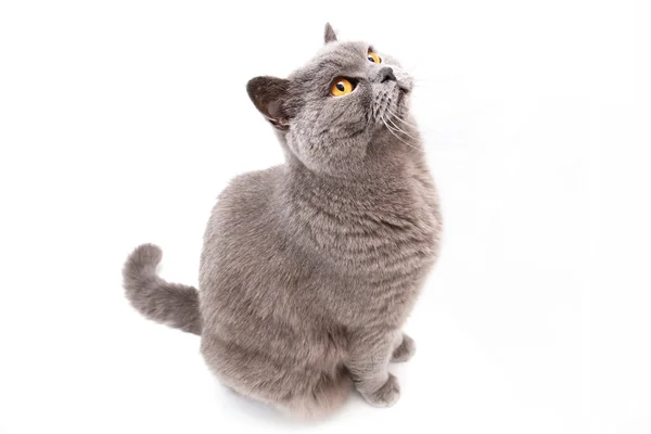 Portrait of a grey british cat — Stock Photo, Image