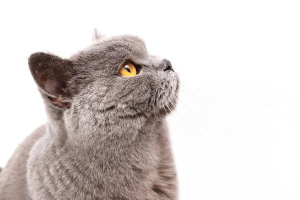 Portrait d'un chat britannique gris — Photo