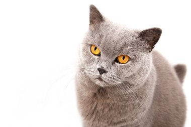 gri İngiliz kedi portresi