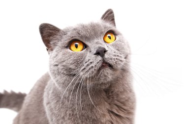 gri İngiliz kedi portresi