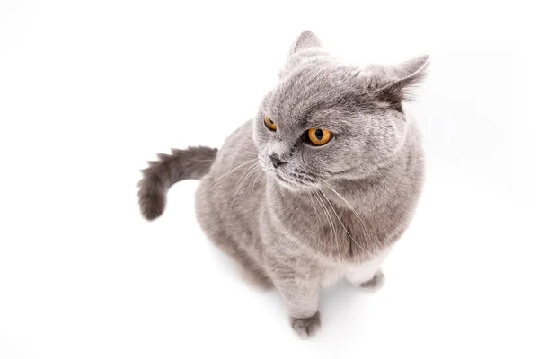 Grey british cat isolated — Stock Photo, Image