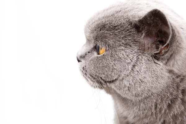 Portrait d'un chat britannique gris — Photo