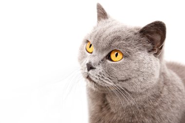 gri İngiliz kedi portresi