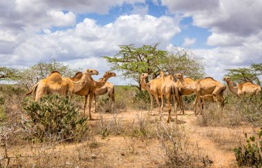 Kenya ovalarında deve sürüsü.