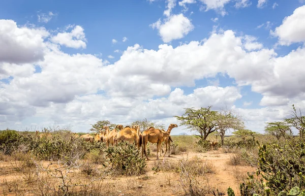 Herd Van Kamelen Savanne Vlakten Kenia — Stockfoto