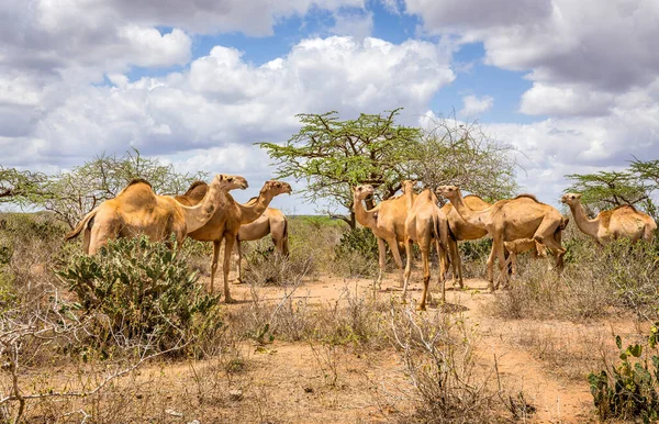 Manada Camellos Llanuras Sabana Kenia —  Fotos de Stock