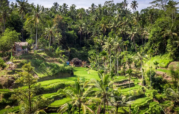 Terrazas Arroz Verde Bali Cerca Aldea Tegallalang Indonesia —  Fotos de Stock