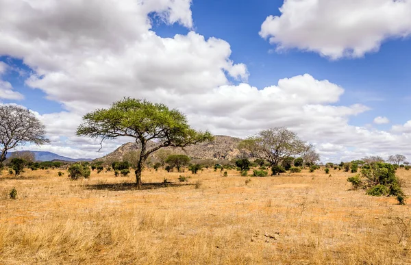 Paisagem Planícies Savana Única Com Árvore Acácia Quênia — Fotografia de Stock