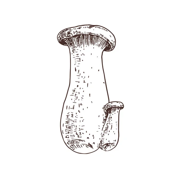 Champignon Trompette Roi Dessiné Main Esquisse Isolée Sur Fond Blanc — Image vectorielle