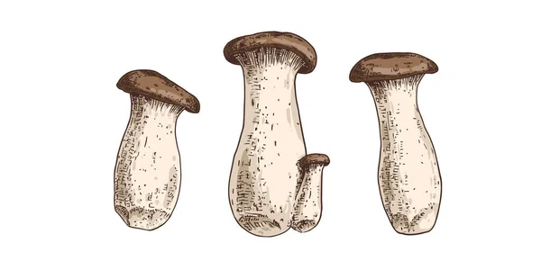 手绘国王号角蘑菇 白色背景上孤立的草图 矢量说明 — 图库矢量图片