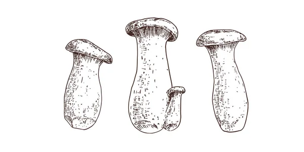 手绘国王号角蘑菇 白色背景上孤立的草图 矢量说明 — 图库矢量图片