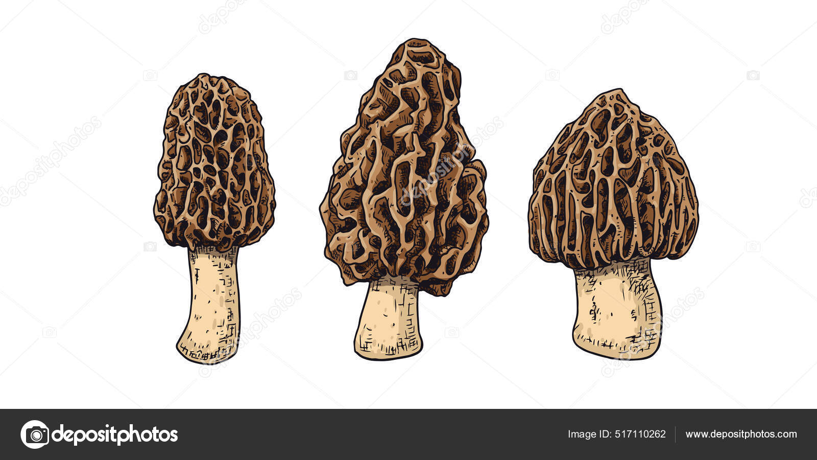 Hand Drawn Morel Mushrooms Isolated Sketch White Background Vector