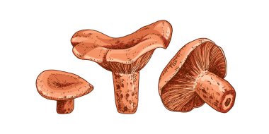El çizimi niscalo. Safran sütlü mantar. Beyaz arka planda izole bir skeç. Vektör illüstrasyonu.