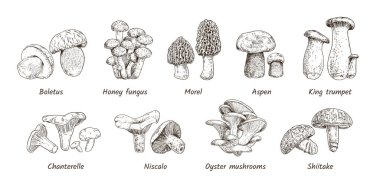 El çizimi mantar koleksiyonu. 9 çeşit yenilebilir mantar. Boletus, Bal Mantarı, Morel, Aspen, Kral Trompeti, Chanterelle, Niscalo, İstiridye Mantarları, Shiitake. Vektör illüstrasyonu.