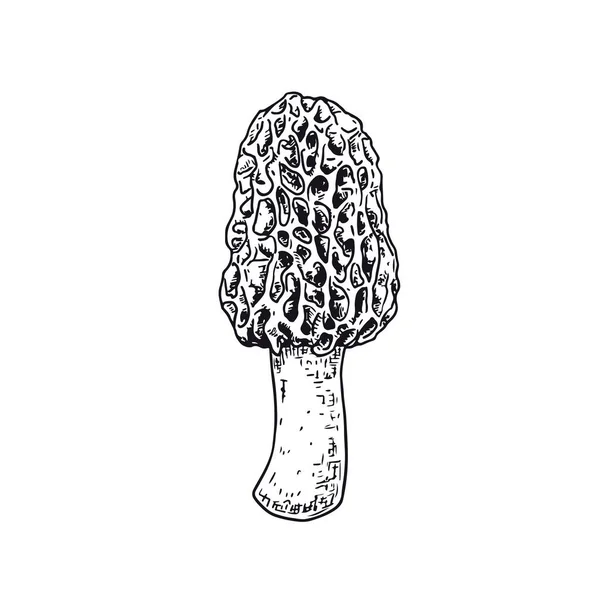 手绘莫雷尔蘑菇 白色背景上孤立的草图 矢量说明 — 图库矢量图片