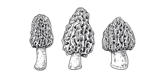 Champignons Morilles Dessinés Main Esquisse Isolée Sur Fond Blanc Illustration — Image vectorielle