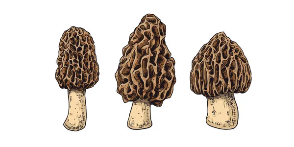 Cogumelos Morel Desenhados Mão Esboço Isolado Sobre Fundo Branco Ilustração —  Vetores de Stock