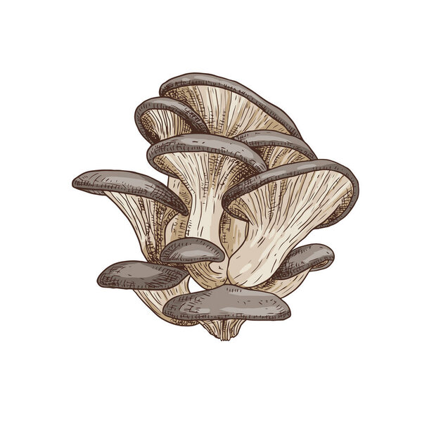 Hand drawn oyster mushrooms. Isolated sketch on white background. Vector illustration.