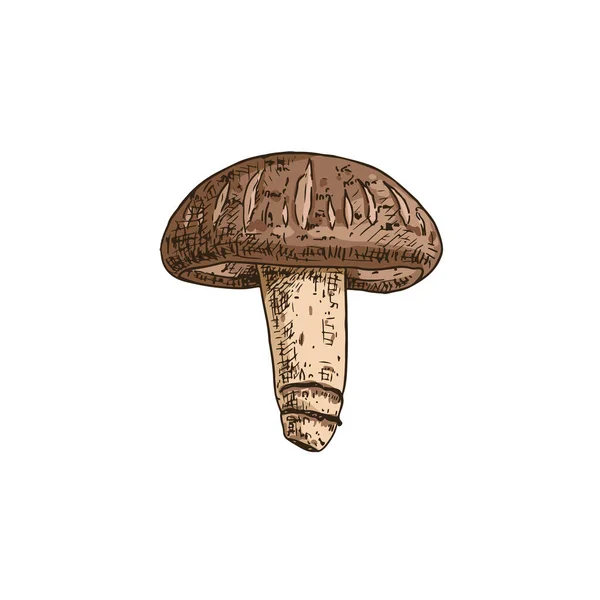 Champignon Shiitake Dessiné Main Esquisse Isolée Sur Fond Blanc Illustration — Image vectorielle