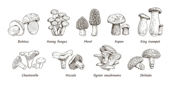 손으로 종류의 Boletus Honey Mese Morel Aspen King Trumpet Chanterelle — 스톡 벡터