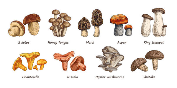 Hand drawn mushrooms collection. 9 types of edible mushrooms. Boletus, Honey fungus, Morel, Aspen, King trumpet, Chanterelle, Niscalo, Oyster mushrooms, Shiitake. Vector illustration.