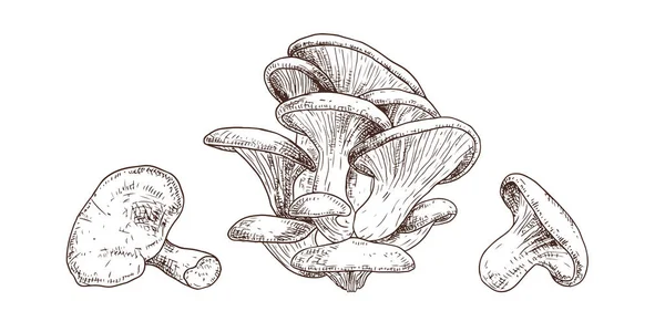 Champignons Huîtres Dessinés Main Esquisse Isolée Sur Fond Blanc Illustration — Image vectorielle