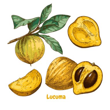 El yapımı Lucuma meyveleri. Çizimleri Lucuma ve Branch 'la ayarla. Süper yemek. Vektör illüstrasyonu beyaz arkaplanda izole edildi.