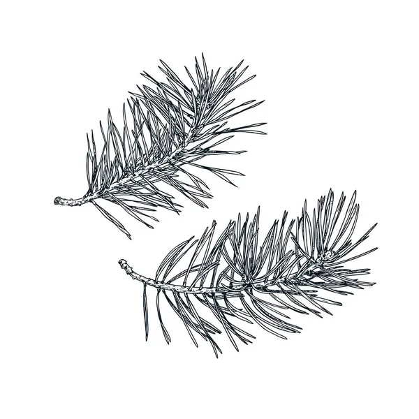 Branches Pin Dessinées Main Esquisse Isolée Sur Fond Blanc Illustration — Image vectorielle