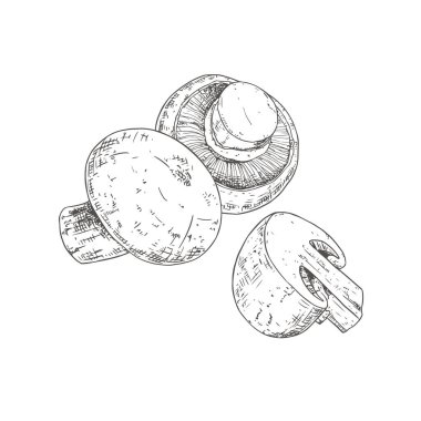 Elle çizilmiş şampiyonlar. Beyaz arka planda izole bir skeç. Vektör illüstrasyonu.