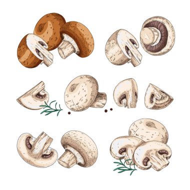 El yapımı şampiyonlar. Çizimleri, kesilmiş şampiyonlarla, dilimlenmiş ve kahverengi şampiyonlarla ayarla. Vektör illüstrasyonu beyaz arkaplanda izole edildi.