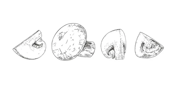 Χέρι Ζωγραφισμένο Ολόκληρο Και Κομμένα Champignons Απομονωμένο Σκίτσο Λευκό Φόντο — Διανυσματικό Αρχείο