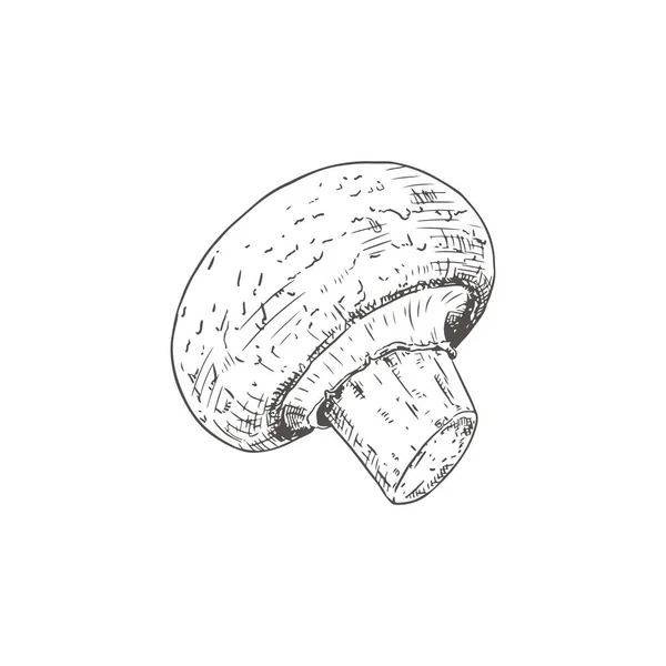 Met Hand Getrokken Champignon Geïsoleerde Schets Witte Achtergrond Vectorillustratie — Stockvector