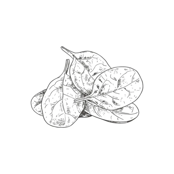 Met Hand Getekende Verse Spinazie Bladeren Vector Illustratie Geïsoleerd Witte — Stockvector