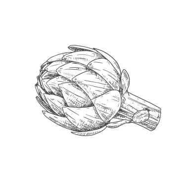 El çizimi bir enginar. Beyaz arka planda izole bir skeç. Vektör illüstrasyonu.