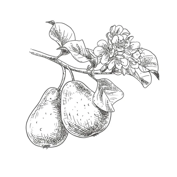 Rama Pera Dibujada Mano Con Flores Frutas Ilustración Vectorial Aislada — Vector de stock