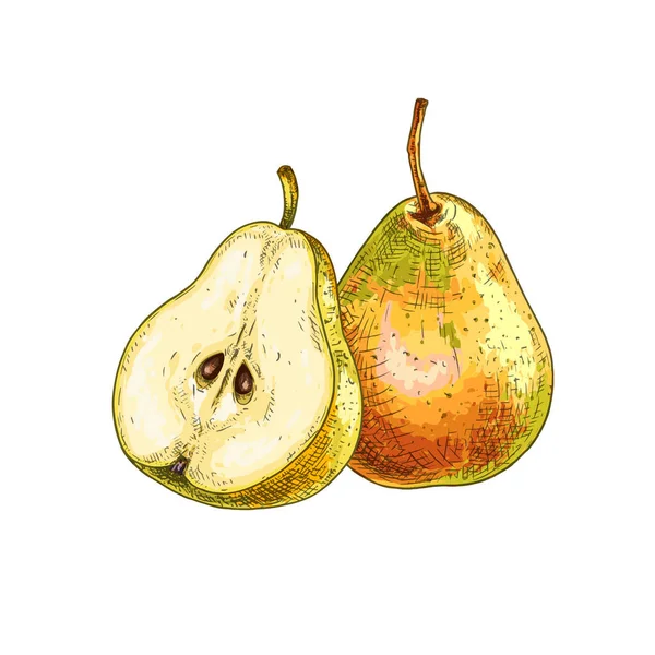 手拉着新鲜的整颗梨子 切成两半 在白色背景上孤立的向量图 — 图库矢量图片