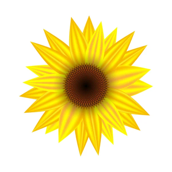 Vecteur Tournesol Isolé Sur Fond Blanc Illustration Vectorielle Botanique — Image vectorielle