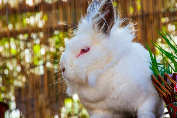 Chundelatý Zajíček Relaxující Slunné Velikonoční Den — Stock fotografie