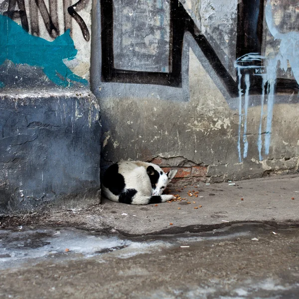 Спящая бездомная собака — стоковое фото