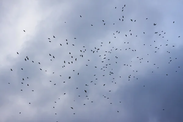 Vogels in de bewolkte lucht — Stockfoto
