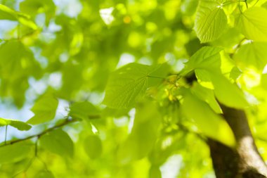 yeşil ağaç yaprakları