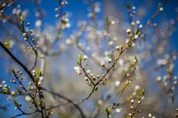 Вишневые почки весной — стоковое фото